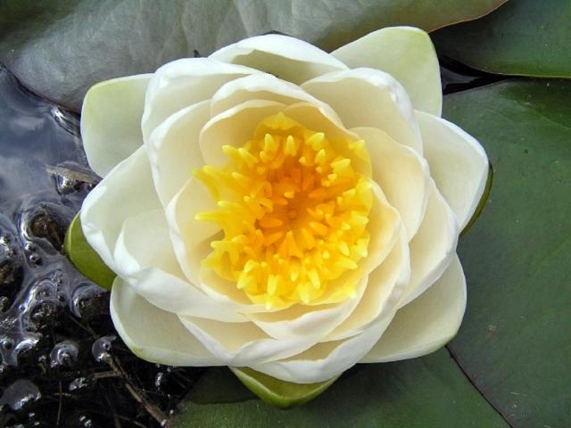 Nymphaea_alba-wikipedia.org_.jpg